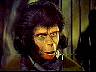 zira11.jpg